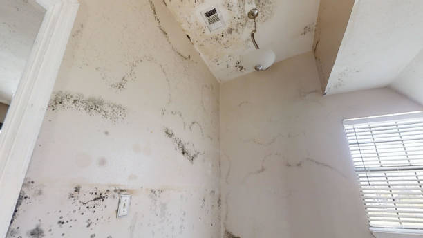 Best Real Estate Mold Inspection  in Monument Beach, MA