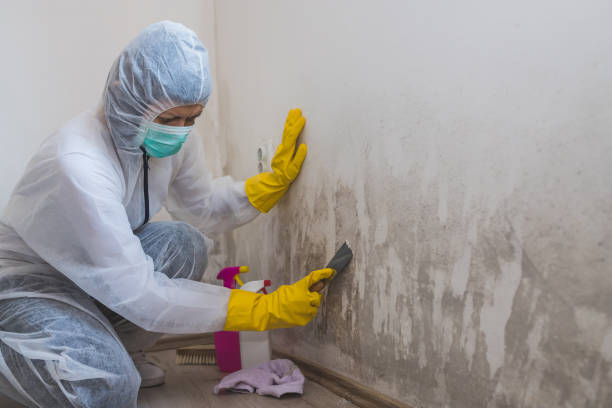 Best Real Estate Mold Inspection  in Monument Beach, MA