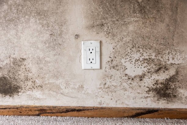 Best Mold Documentation for Insurance Claims  in Monument Beach, MA
