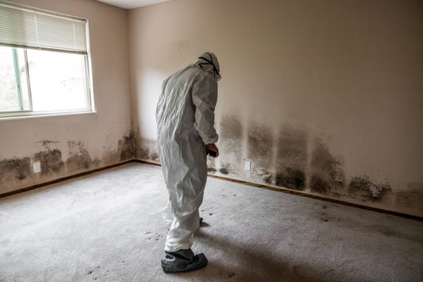 Best Post-Construction Mold Inspection  in Monument Beach, MA