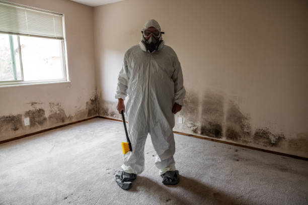 Best Mold Odor Removal Services  in Monument Beach, MA