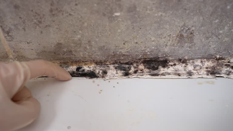 Best Basement Mold Removal  in Monument Beach, MA
