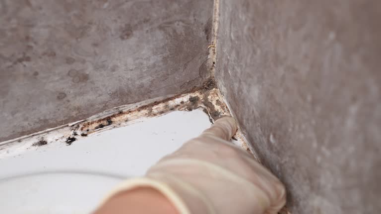 Professional Mold Removal in Monument Beach, MA